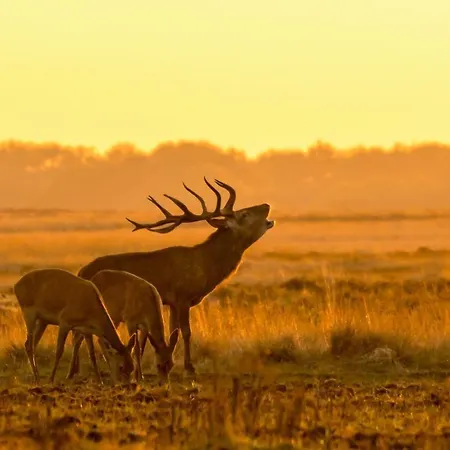 Modern Op De Veluwe Alpstuga *