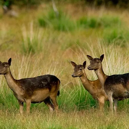 Chalet Modern Op De Veluwe Epe