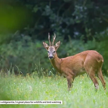 Modern Op De Veluwe Epe