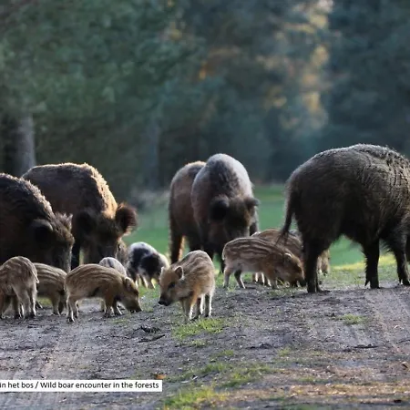 Modern Op De Veluwe