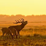 Modern Op De Veluwe Horská chata *
