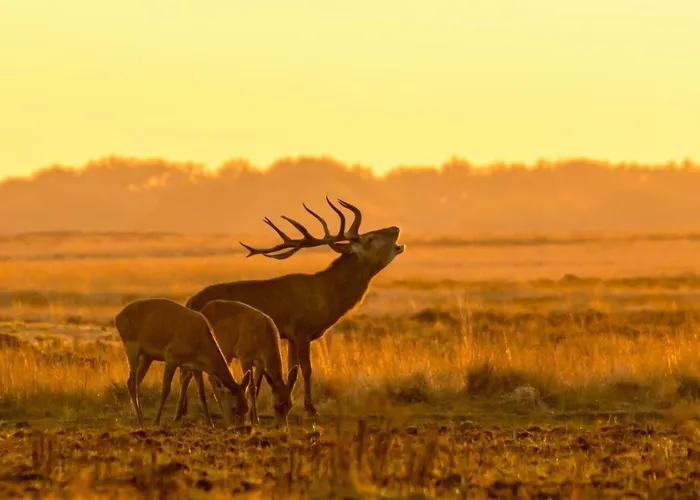 Modern Op De Veluwe 木屋 *