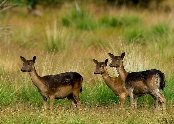 木屋 Modern Op De Veluwe 伊皮
